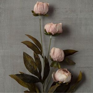 5 Tan Peony Stems by Ashland